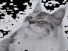 主持人用慢镜头拍摄家缅因猫在雪地里的样子, 几乎是美丽的爆裂.....。