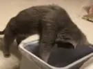 猫不小心把孩子扔进了垃圾桶!喵: 妈妈第一次做母亲, 别怪我!