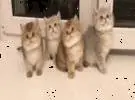 店主正在戏弄4只小奶猫, 其中两只很合身, 另外两只是.....。