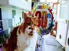 猫活到30岁, 相当于人类近140年, 这是要精制啊