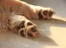 如何训练金狗握手