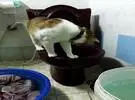 网友拍了摸猫在马桶边摸索了很久, 想想喝点水, 没想到.....。