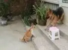 狗妈妈看到孩子是两只橙色的猫 