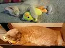 当猫是孩子长大的时候..。果然, 橙色的猫更突出!