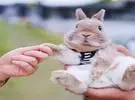 带着一只柔软的兔子去旅行, 感觉应该是超级好的 [心]
