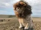 一个总是装扮成狮子的猫, 害怕吗？