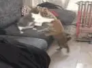 木狗被猫打得很惨, 它直接找到两个哈萨克斯坦的帮助, 结果两个哈哈的行为笑喷