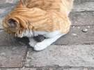 遇到一只橙色的猫, 抱着东西睡觉, 路人看着肚子抽筋!