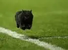 一只黑猫闯进了足球场, 被拍照, 影响了整个网络。