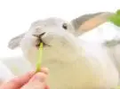 兔子这么可爱, 怎么能吃兔子啊!