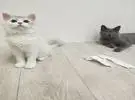 店主的厕纸发现两只猫对峙, 结果不到一秒就找到了凶手, 哈哈.....。