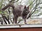 网友的屋顶忽然一讨吃猫, 看着它的脸, 差点吓死.....。