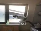 店主无意在橱窗里找到猫, 竟然还比这行动, 让人笑屎.....。