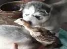 爱斯基摩鸟在和谐中, 以为可以成为好朋友, 出乎意料的下一秒却差点吃掉它。