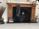 猫想跳上壁炉, 估计在起飞前很长一段时间。