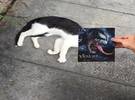 当一只猫遇到大片海报时, 它只是一个假的!