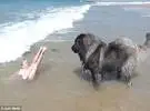 有爱!狗担心小主人会被海浪冲走, 咬着他的衣服, 把他拖回海滩