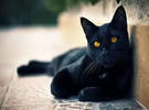 黑猫是魔鬼的化身？你会知道它是什么样子的!