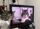 猫发现自己在电视上, 头一转, 奴隶就笑不出来了.....。
