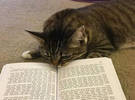 做一只猫也很累, 每天都要读书和学习!