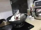 主人半夜听到厨房里有声音, 就出来看猫已经在锅里了