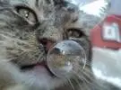 猫不小心撞到了鼻涕泡泡, 哇: 铲子大便, 你看我的泡泡又大又圆