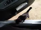 遇到擦车的小黑猫, 却竟然被拒绝后, 生气: 来啊, 打猫!
