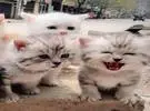 主人在3只小猫, 其中两只其实看着镜头会笑, 简直是发芽的死..。
