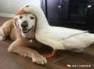 大金茂和鸭子是最好的朋友, 只要能和好朋友在一起就是一只快乐的鸭子!