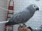 买正确的姿势的灰色鹦鹉, 一定要看!