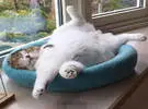 一只霸王猫被主人惊醒, 它睡觉的地方一定是超级干净的。