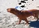 狗: 对不起!当我看到海滩的时候, 我控制不了自己!