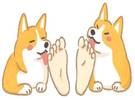 为什么狗喜欢舔人的脚？所有你想知道的奇怪的行为都在这里。