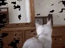 猫在镜子里看到了自己的耳朵, 就会有这样的反应, 嘲笑大便.....。