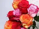 花鸟周刊非洲肯尼亚花卉收入超过8亿美元;今年中国玫瑰市场将超过90亿
