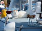 猫和它的主人住在船上, 不是吹海风就是每天钓鱼