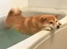 谁说宠物不喜欢洗澡, 这些小家伙在水里太狂喜了!