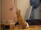 瘫痪的猫有一个特殊的奔跑小滑轮, 看到它挣扎着跑的那一刻, 眼泪崩溃了!
