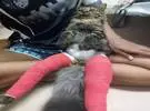 猫腿受伤了, 但医生给了它一袋两条大火腿, 哈哈, 笑大便..。