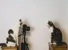 网友是一名摄影师, 用自己的猫做模特, 两只猫拍摄了超级文学和艺术的照片