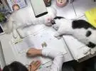 师父认真地写作业, 两只猫不得不躺在工作簿上, 觉得压力很大..。