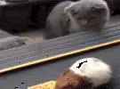 两只猫看着1头荷兰猪吃饼干, 小好奇轻轻拍了拍它, 而大反应, 笑着喷..。
