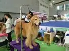 视觉上的中国纯种狗职业超级联赛 