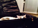师父每次出来的猫总是躺在后备箱里跟, 但每次都没有成功, 所以..。