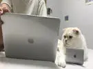 网友为猫买了同样的 mac, 仔细看看.....。
