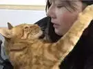 朋友第一次带女友回家, 却看到橘子猫认出了新主人