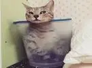 猫在房子里爱上塑料桶的时候, 真的是不被收起来的!