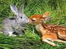 动物的跨界友谊!