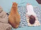 橙色的猫想和小主人睡觉, 一开始躺得很远, 最后.....。