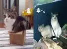 如何快速捕捉一只猫, 只需要一个纸箱或一把伞!